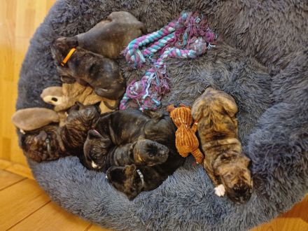 Wunderschöne gesunde Cane Corso Welpen