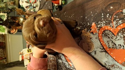 Unsere Hündin brachte am 23.11.2022 sechs Welpen auf