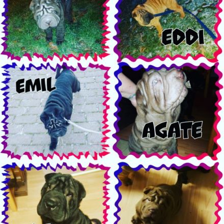 Guten Tag Unsere Hündin hatt am 21.09 2022 Nachwuchs