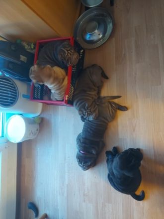 Guten Tag Unsere Hündin hatt am 21.09 2022 Nachwuchs