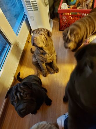 Guten Tag Unsere Hündin hatt am 21.09 2022 Nachwuchs