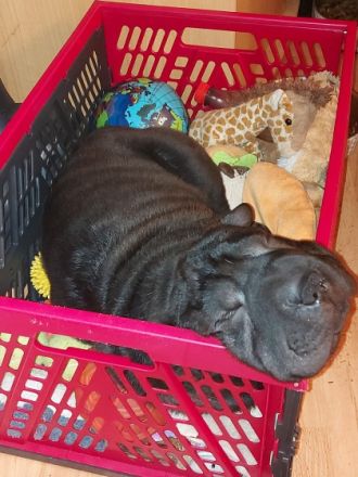 Guten Tag Unsere Hündin hatt am 21.09 2022 Nachwuchs