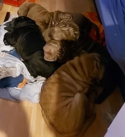 Guten Tag Unsere Hündin hatt am 21.09 2022 Nachwuchs