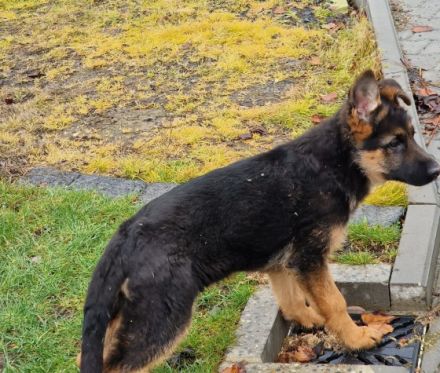 Die Zuchtstätte für Deutsche Schäferhunde ,,vom