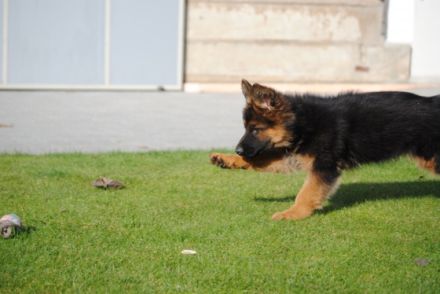 Die Zuchtstätte für Deutsche Schäferhunde ,,vom