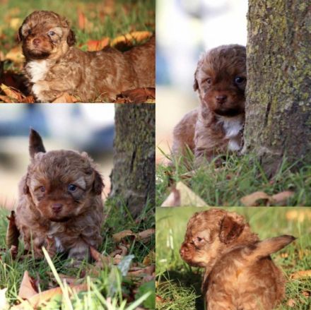 Diese wunderschönen chippoo Welpen suchen ein tolles zu