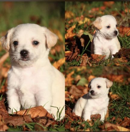 Diese wunderschönen chippoo Welpen suchen ein tolles zu