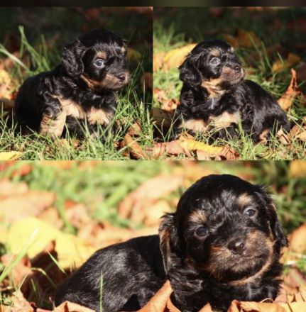 Diese wunderschönen chippoo Welpen suchen ein tolles zu
