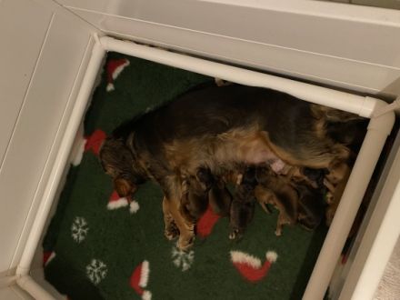 Am 13.12.2022 hat unsere Englische Cockerspaniel Hündin