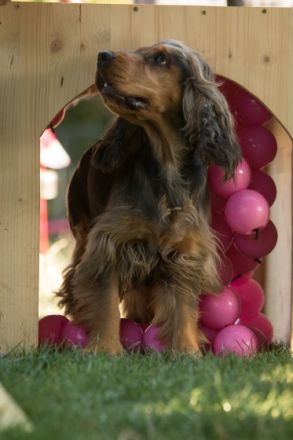 Am 13.12.2022 hat unsere Englische Cockerspaniel Hündin