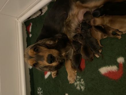 Am 13.12.2022 hat unsere Englische Cockerspaniel Hündin