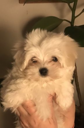 Unsere kleine Lala ist bereit ab sofort für ein