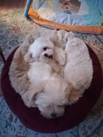 Unsere kleine Lala ist bereit ab sofort für ein