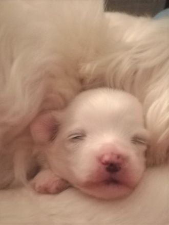 Unsere kleine Lala ist bereit ab sofort für ein