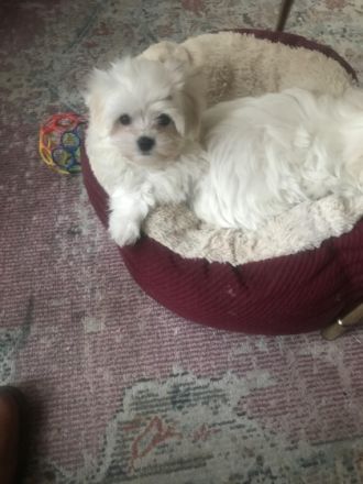 Unsere kleine Lala ist bereit ab sofort für ein