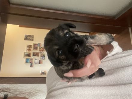 Hallo liebe Hundeliebende, Am 19.11.2022 hat unsere