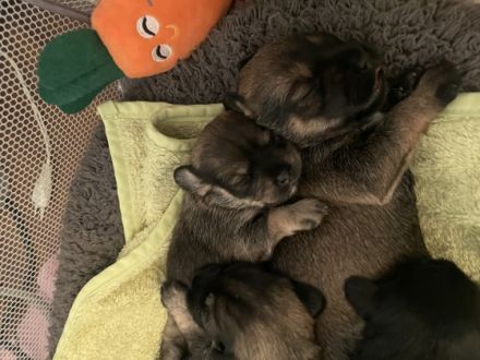 Hallo liebe Hundeliebende, Am 19.11.2022 hat unsere