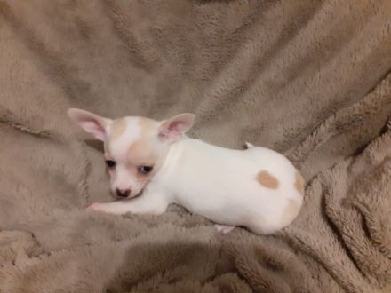 Hallo ihr lieben, 2 kleine süße Mädchen suchen absofort