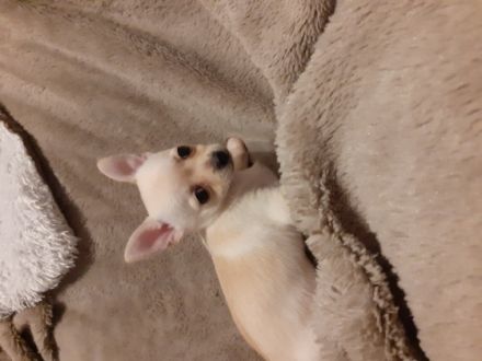 Hallo ihr lieben, 2 kleine süße Mädchen suchen absofort