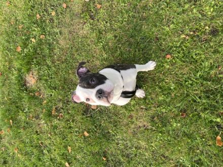 Bonez, Hallo Liebe Leute, unser Junghund sucht ein