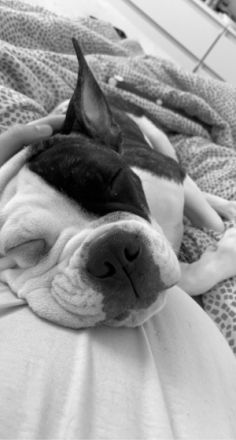 Bonez, Hallo Liebe Leute, unser Junghund sucht ein