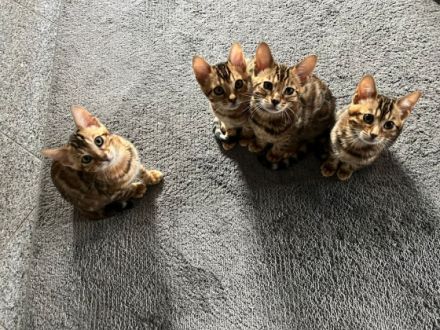 Hallo zusammen, Wir waren 4 kleine Kitten, zwei Mädchen