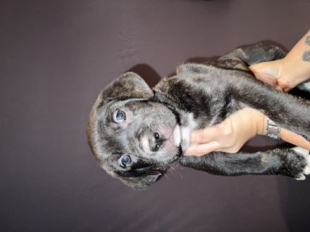 Unsere liebevolle Familienhündin Alessia hat am 11.09