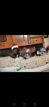 Wunderschöne Bolonka Zwetna Mix Welpen! Unsere kleinen