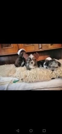 Wunderschöne Bolonka Zwetna Mix Welpen! Unsere kleinen