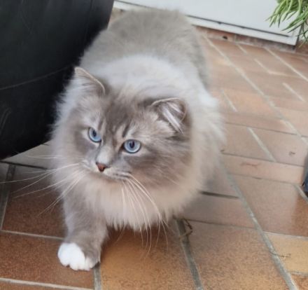 Reinrassiger Heilig Birma Kater Jimmy