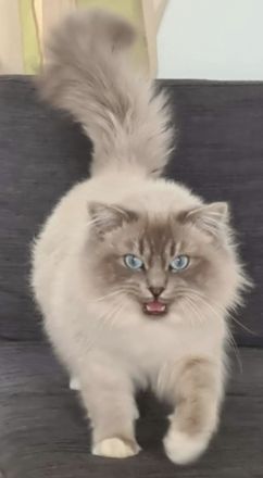 Reinrassiger Heilig Birma Kater Jimmy