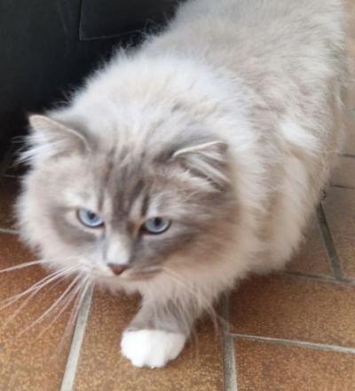 Reinrassiger Heilig Birma Kater Jimmy