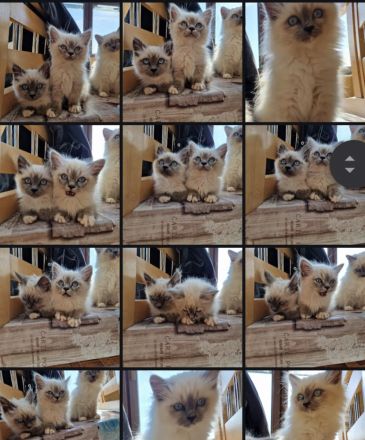 Reinrassiger Heilig Birma Kater Jimmy