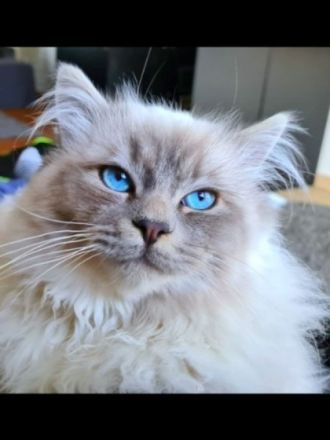 Reinrassiger Heilig Birma Kater Jimmy