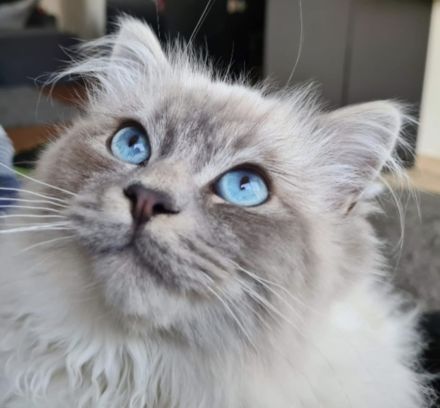 Reinrassiger Heilig Birma Kater Jimmy