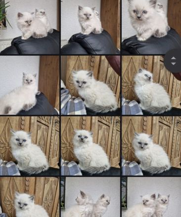 Reinrassiger Heilig Birma Kater Jimmy