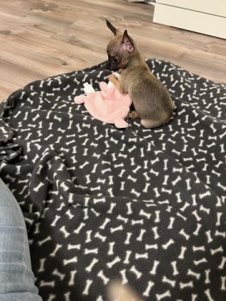 Beide Welpen wurden im November 2022 selbst von uns