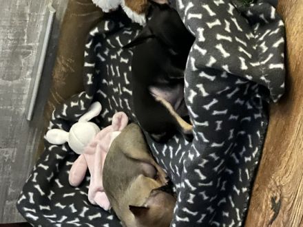 Beide Welpen wurden im November 2022 selbst von uns