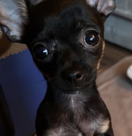 Beide Welpen wurden im November 2022 selbst von uns