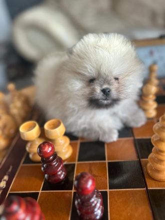 Usere Pomeranian Welpen Boo Bärchen sind da! Unsere