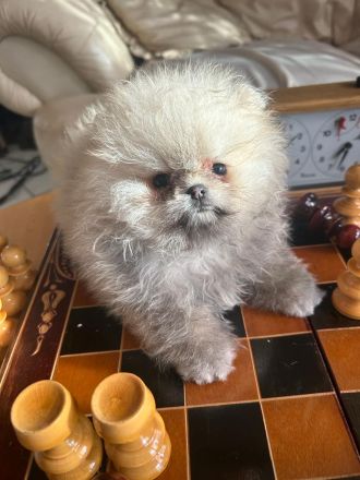 Usere Pomeranian Welpen Boo Bärchen sind da! Unsere