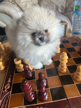 Usere Pomeranian Welpen Boo Bärchen sind da! Unsere