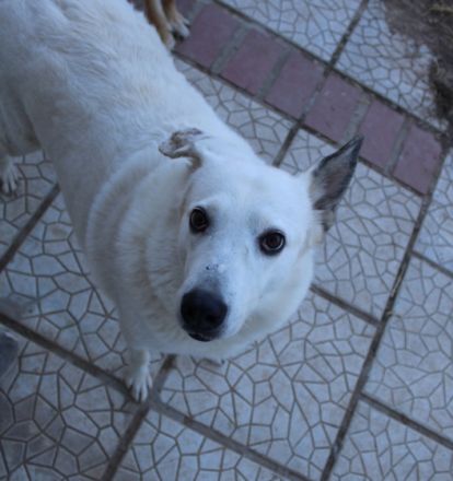 Snowwhite möchte ankommen.