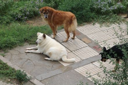 Snowwhite möchte ankommen.