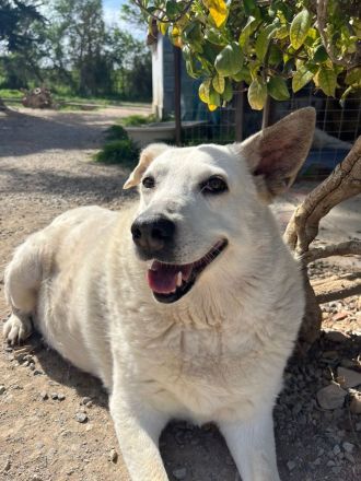 Snowwhite möchte ankommen.