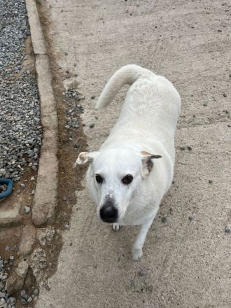 Snowwhite möchte ankommen.