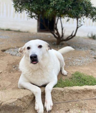 Snowwhite möchte ankommen.