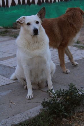 Snowwhite möchte ankommen.
