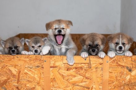 Von unserer Zuchstation Kasai No Okami möchten wir für