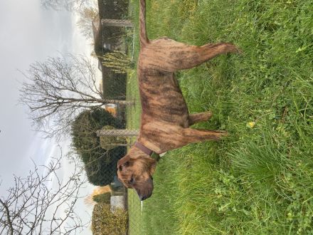 American bully tiegermuster